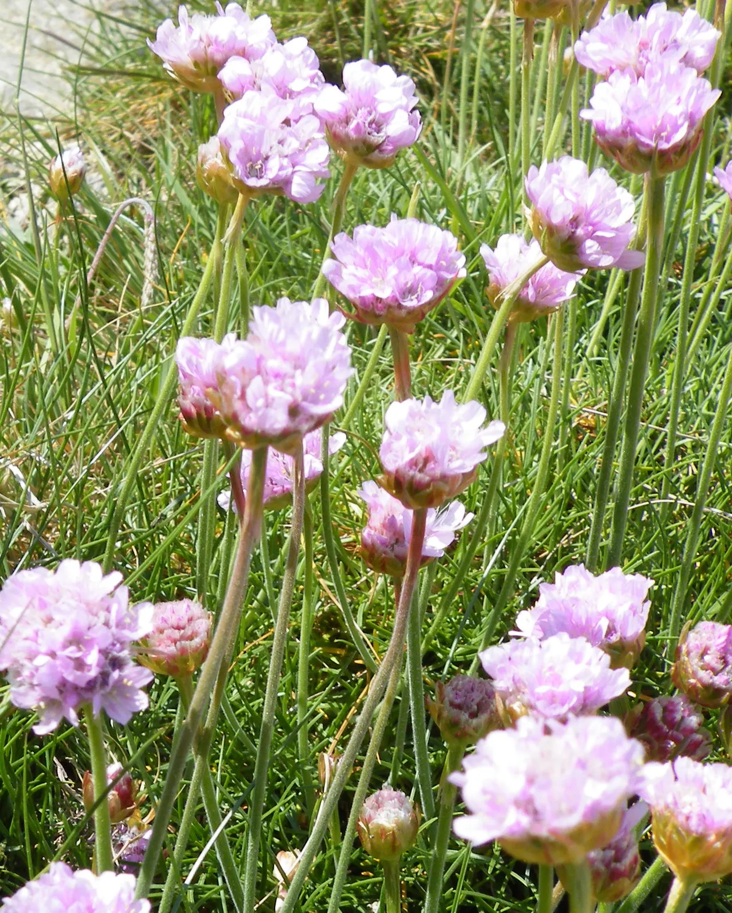 Sea Pink (Armeria Maritima) — reaching 10 to 12 inches tall; and requires minimal care once established