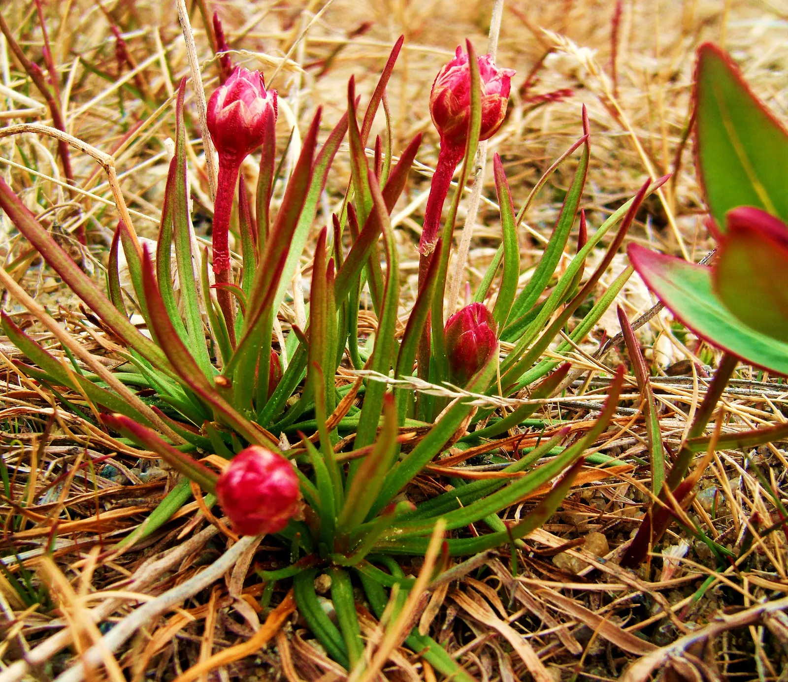 Sea Pink (Armeria Maritima) — necessitating only occasional supplemental watering; preferring full sun and well-drained soil, image 105