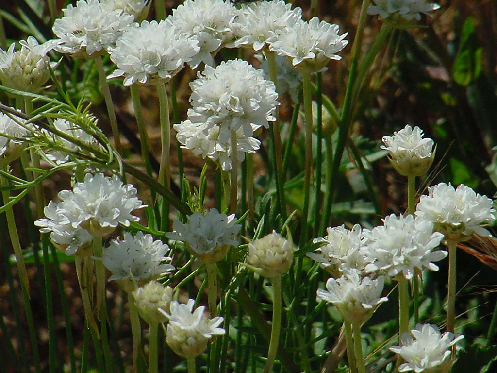 Sea Pink (Armeria Maritima) — it is ideal for rock gardens; with its tufted evergreen foliage that forms a dense, image 71