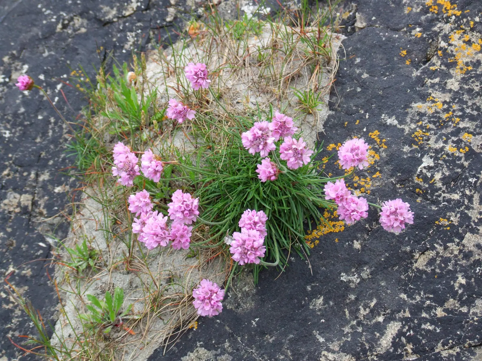Sea Pink (Armeria Maritima) — scientifically known as Armeria maritima; is an adaptable perennial that adds a delightful splash of color to any, image 96