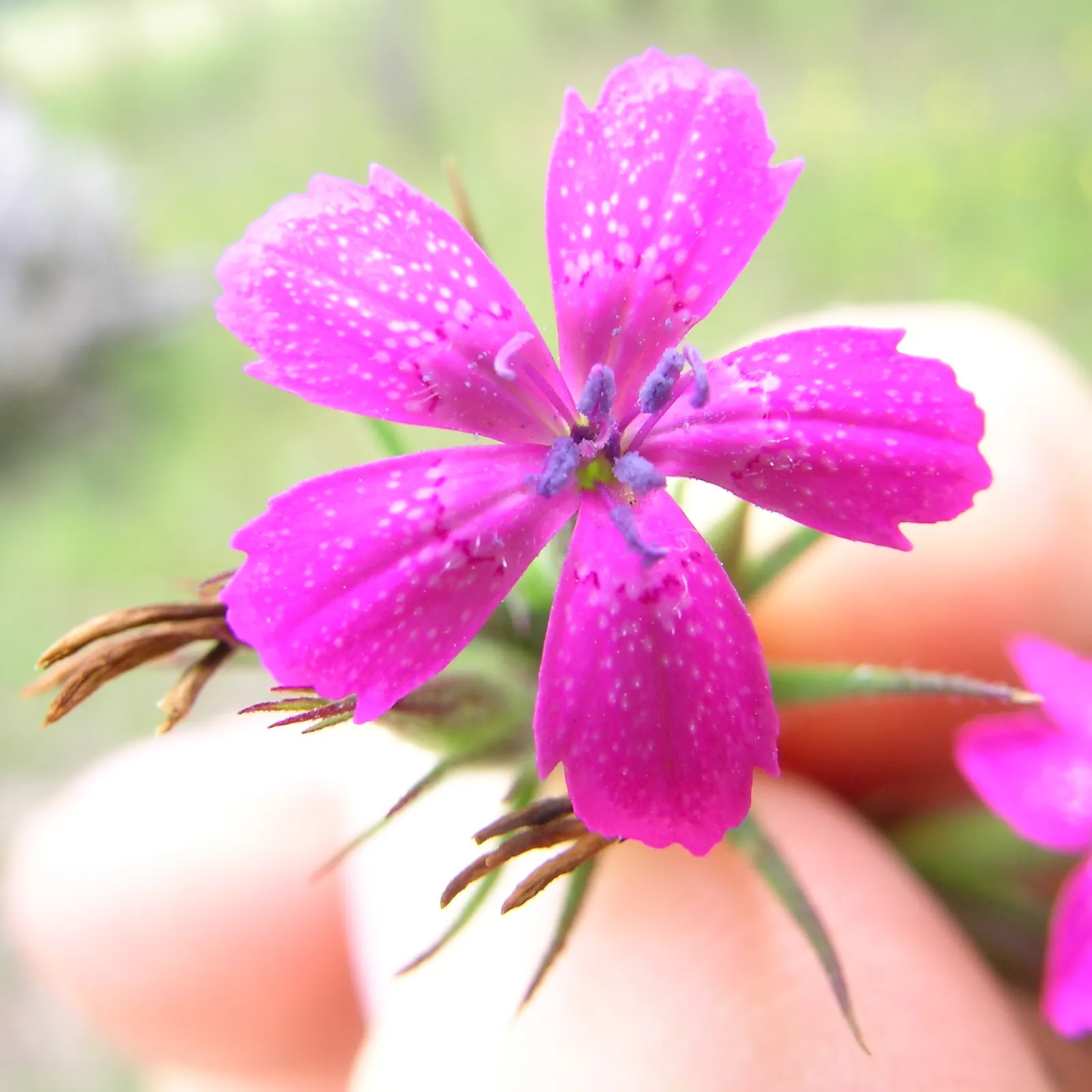 Sea Pink (Armeria Maritima) — ground cover / perennial for full or half; consider pairing it with other drought-tolerant and coastal plants for a, image 88