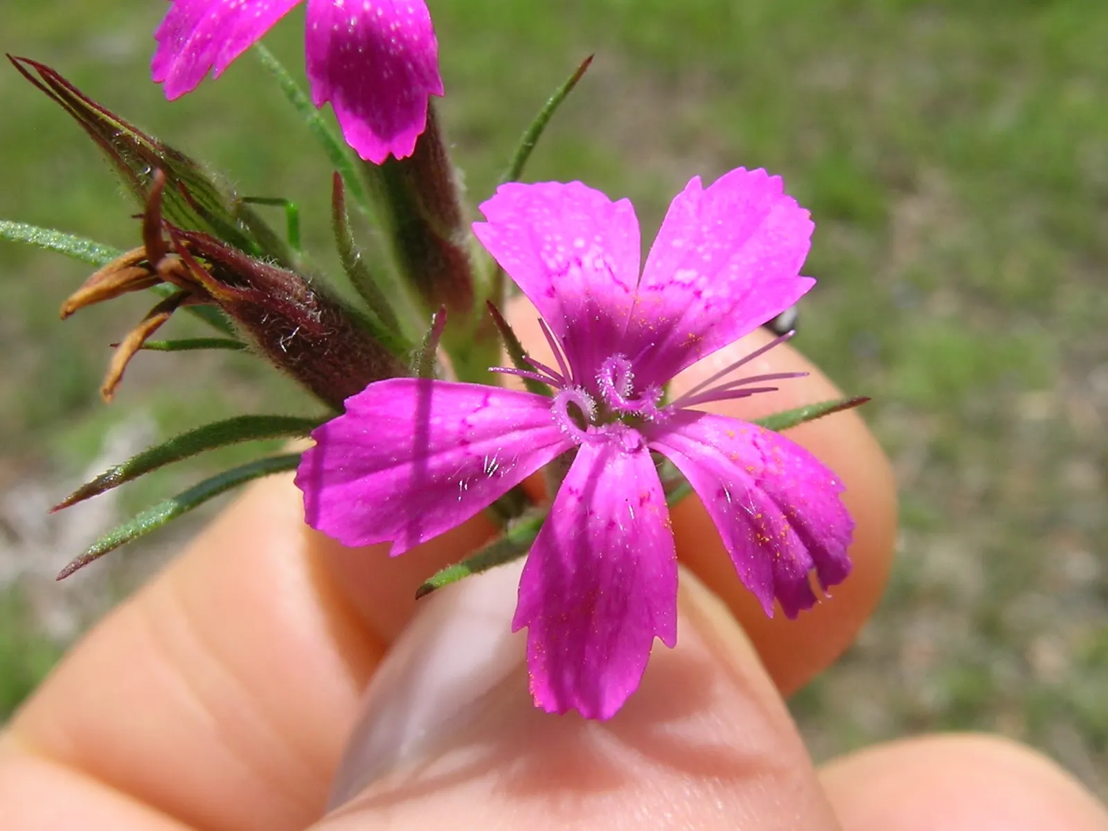 Sea Pink (Armeria Maritima) — thrives in coastal conditions with its tufted mounds of grass-like foliage; dark green grass-like leaves, image 46