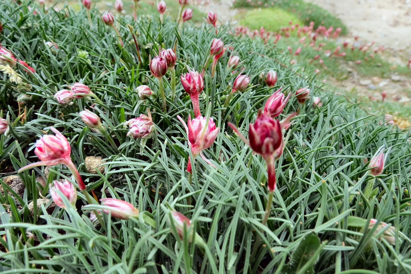 Sea Pink (Armeria Maritima) — pink flowers in the garden; it is ideal for rock gardens