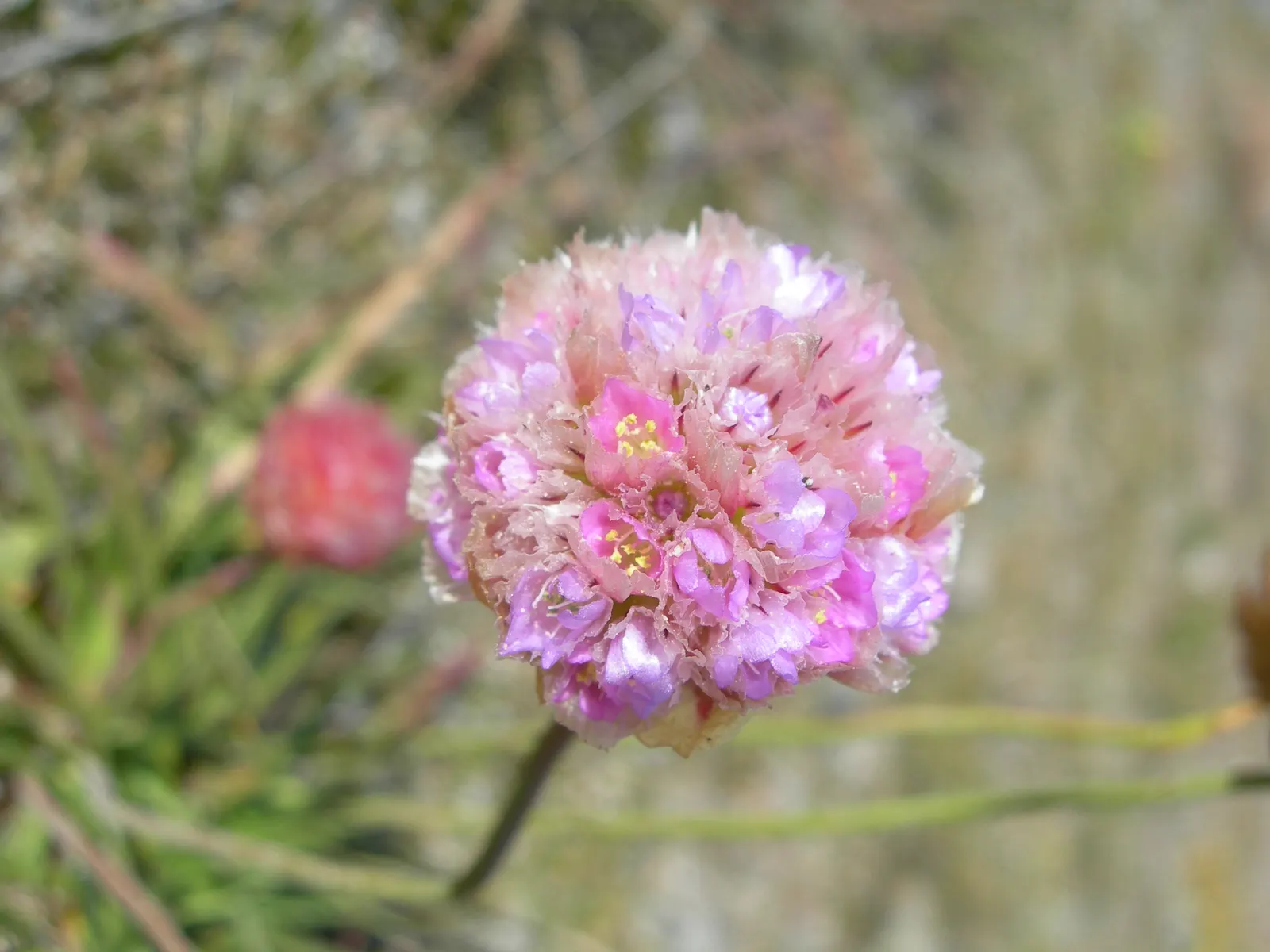 Sea Pink (Armeria Maritima) — reaching 10 to 12 inches tall