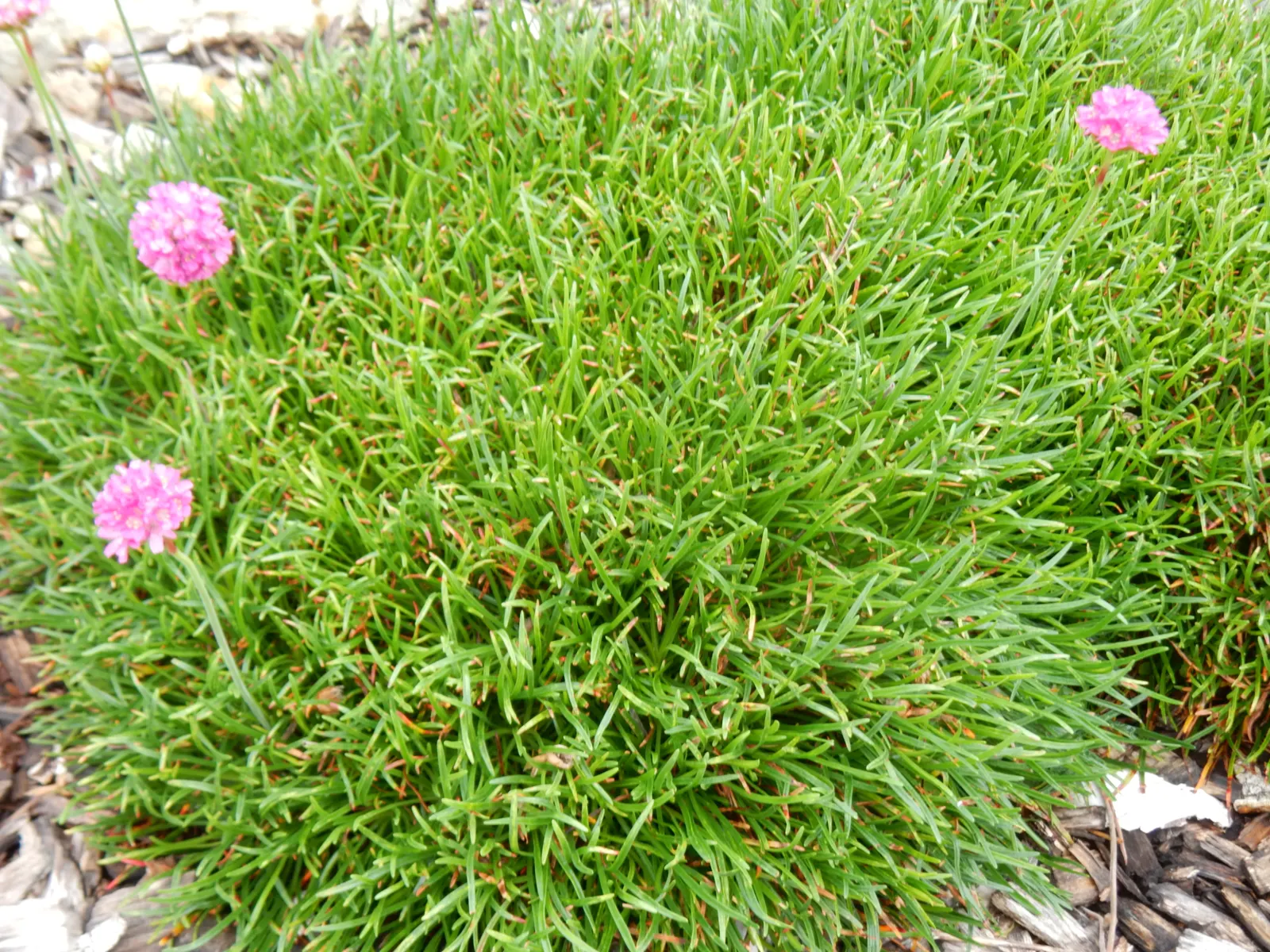 Sea Pink (Armeria Maritima) — necessitating only occasional supplemental watering; preferring full sun and well-drained soil, image 61