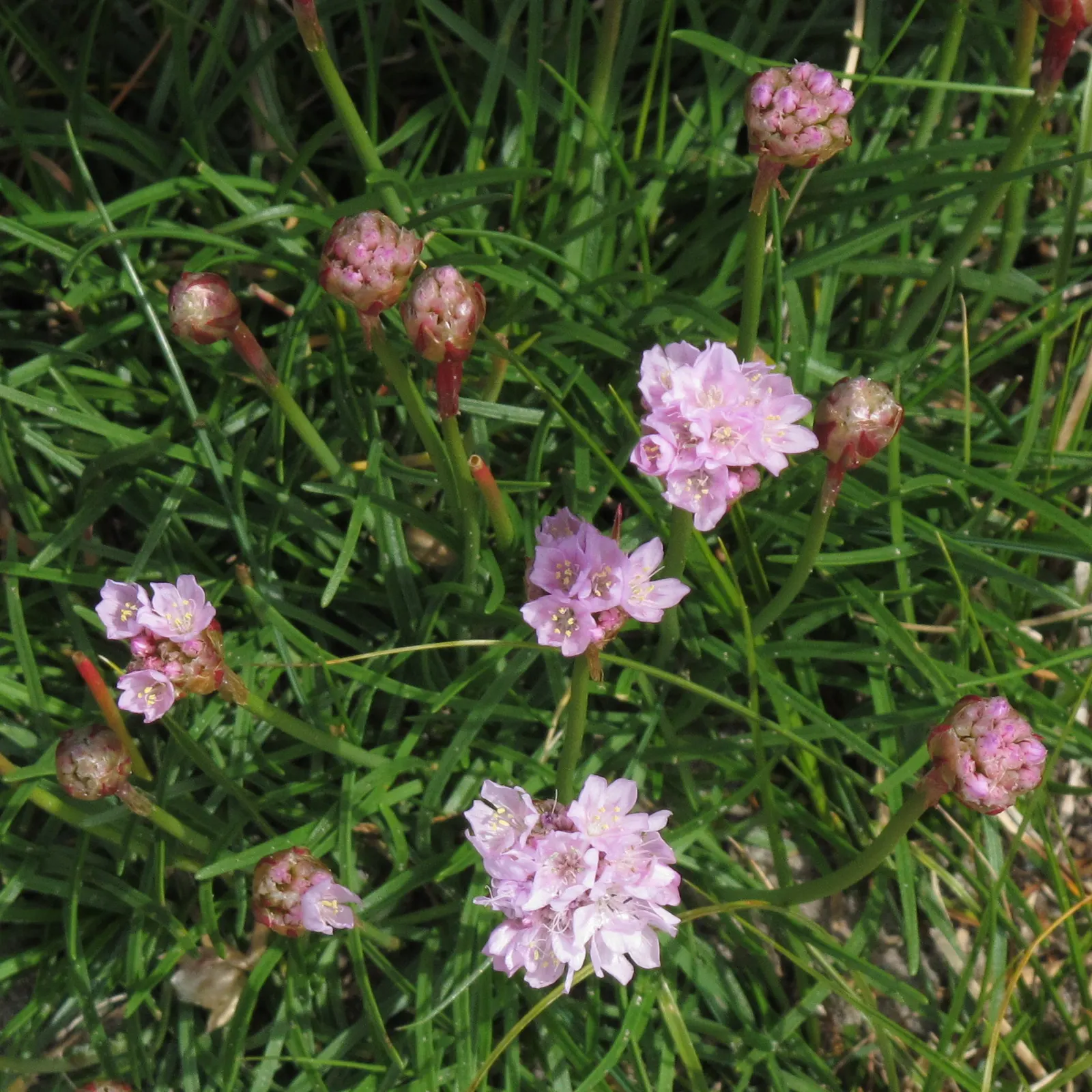 Sea Pink (Armeria Maritima) — From late spring to early summer; and are topped with globular clusters of tiny