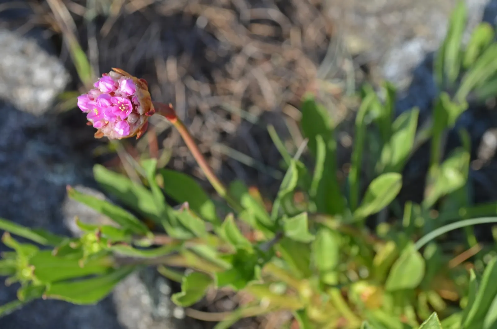 Sea Pink (Armeria Maritima) — ground cover / perennial with pink blooms; from late spring to early summer