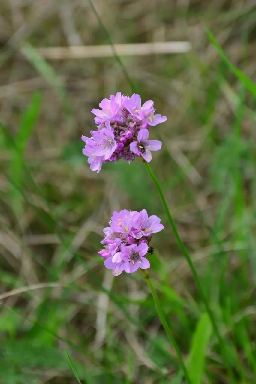 Sea Pink (Armeria Maritima) — Consider pairing it with other drought-tolerant and coastal plants for a harmonious aesthetic; pink flowers in the garden