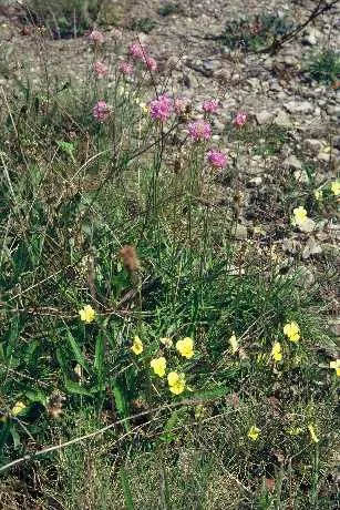 Sea Pink (Armeria Maritima) — necessitating only occasional supplemental watering; preferring full sun and well-drained soil