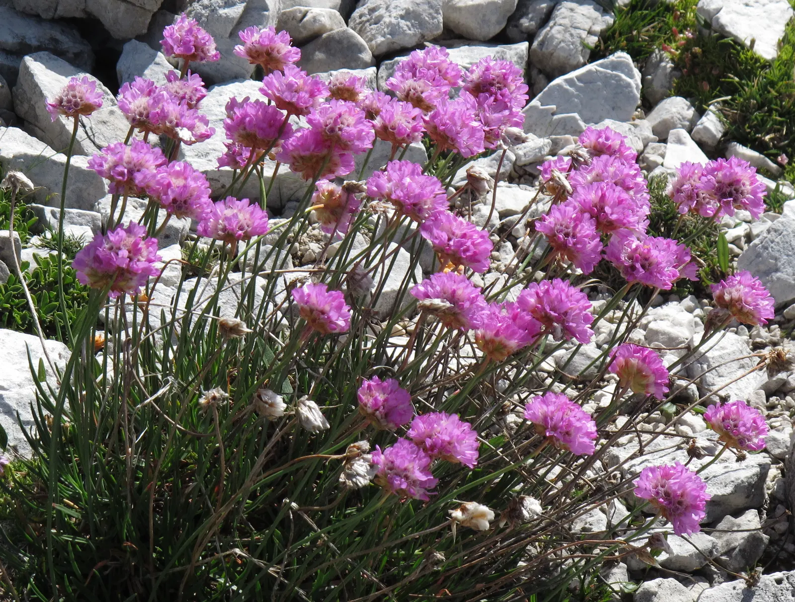 Sea Pink (Armeria Maritima) — thrives in coastal conditions with its tufted mounds of grass-like foliage; dark green grass-like leaves, image 68