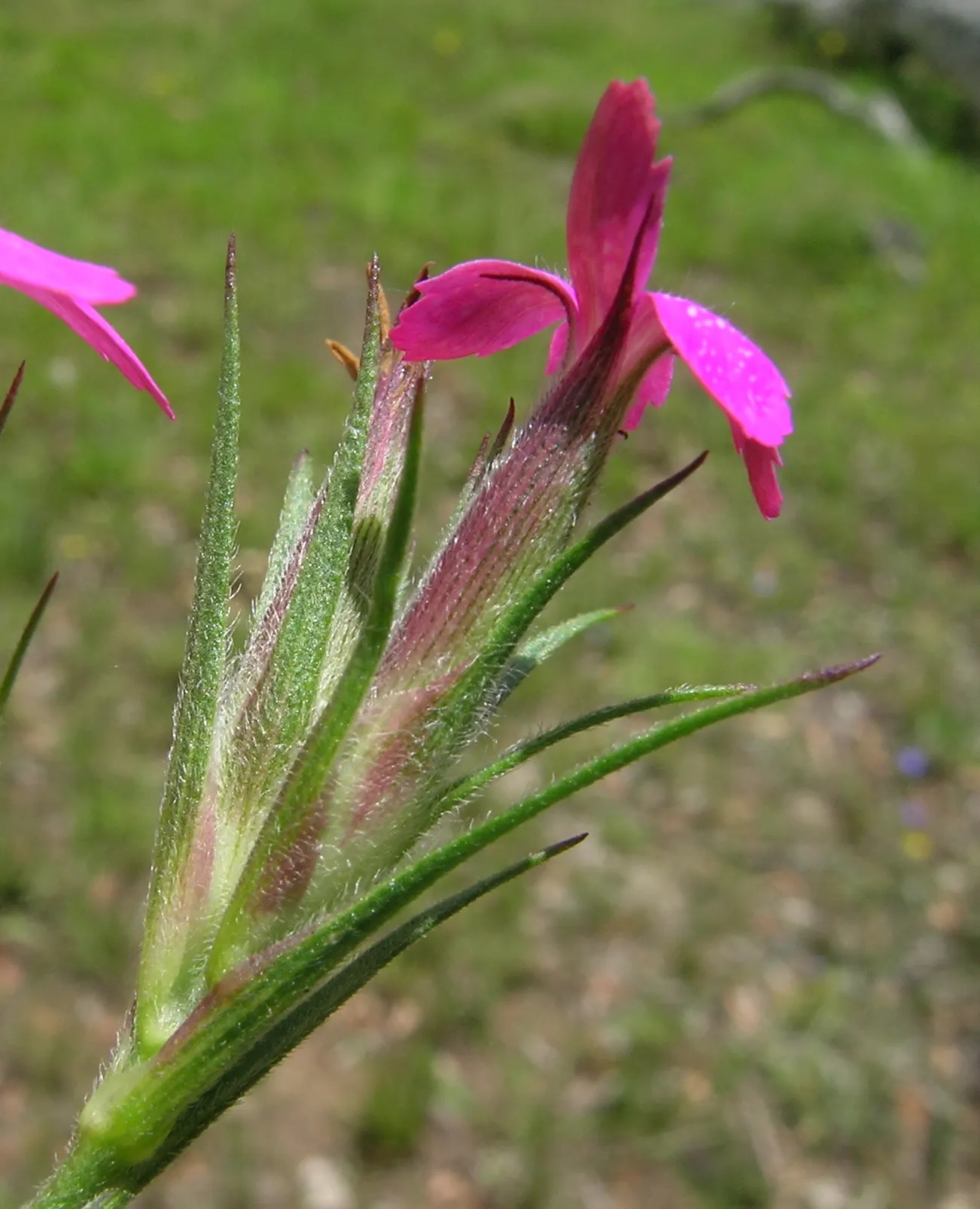 Sea Pink (Armeria Maritima) — a charming evergreen perennial; rosy-pink blooms atop long stalks in late spring to early summer, image 45