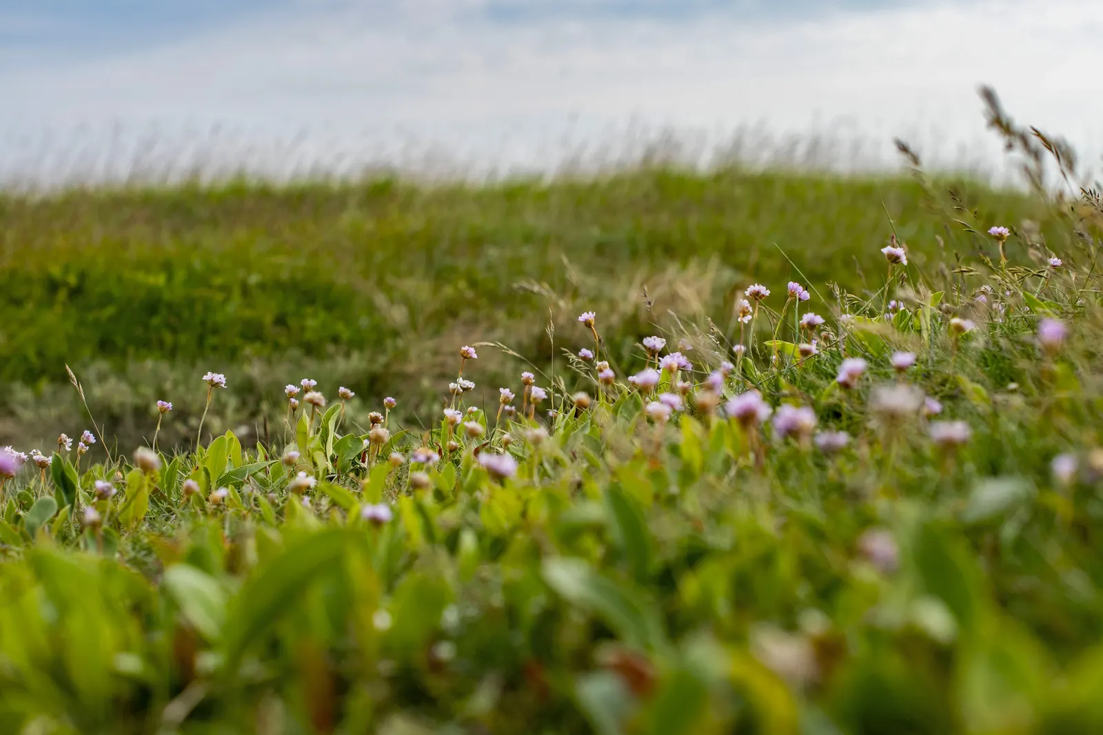 Sea Pink (Armeria Maritima) — dark green grass-like leaves; scientifically known as Armeria maritima, image 77