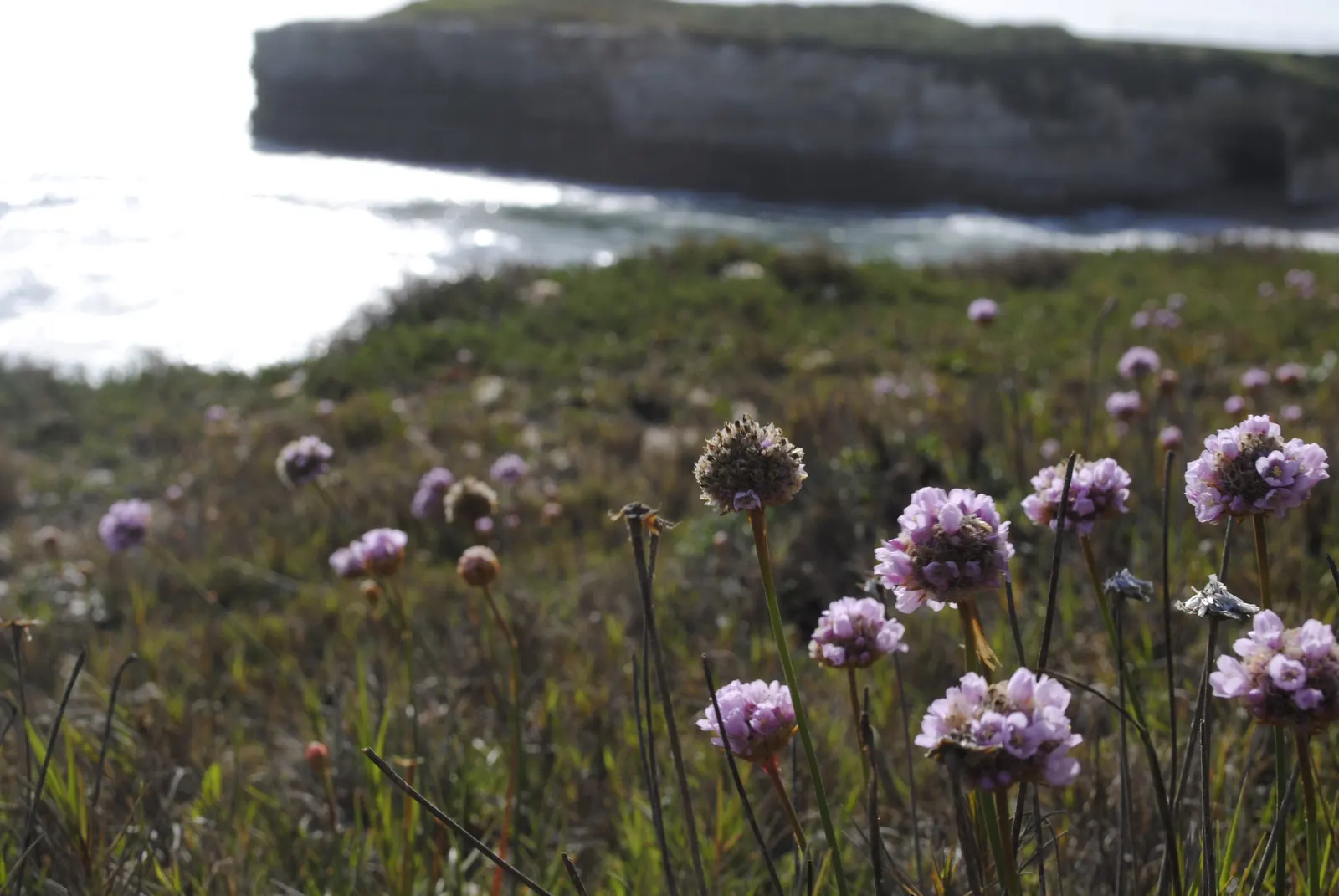 Sea Pink (Armeria Maritima) — pink flowers in the garden; it is ideal for rock gardens, image 64