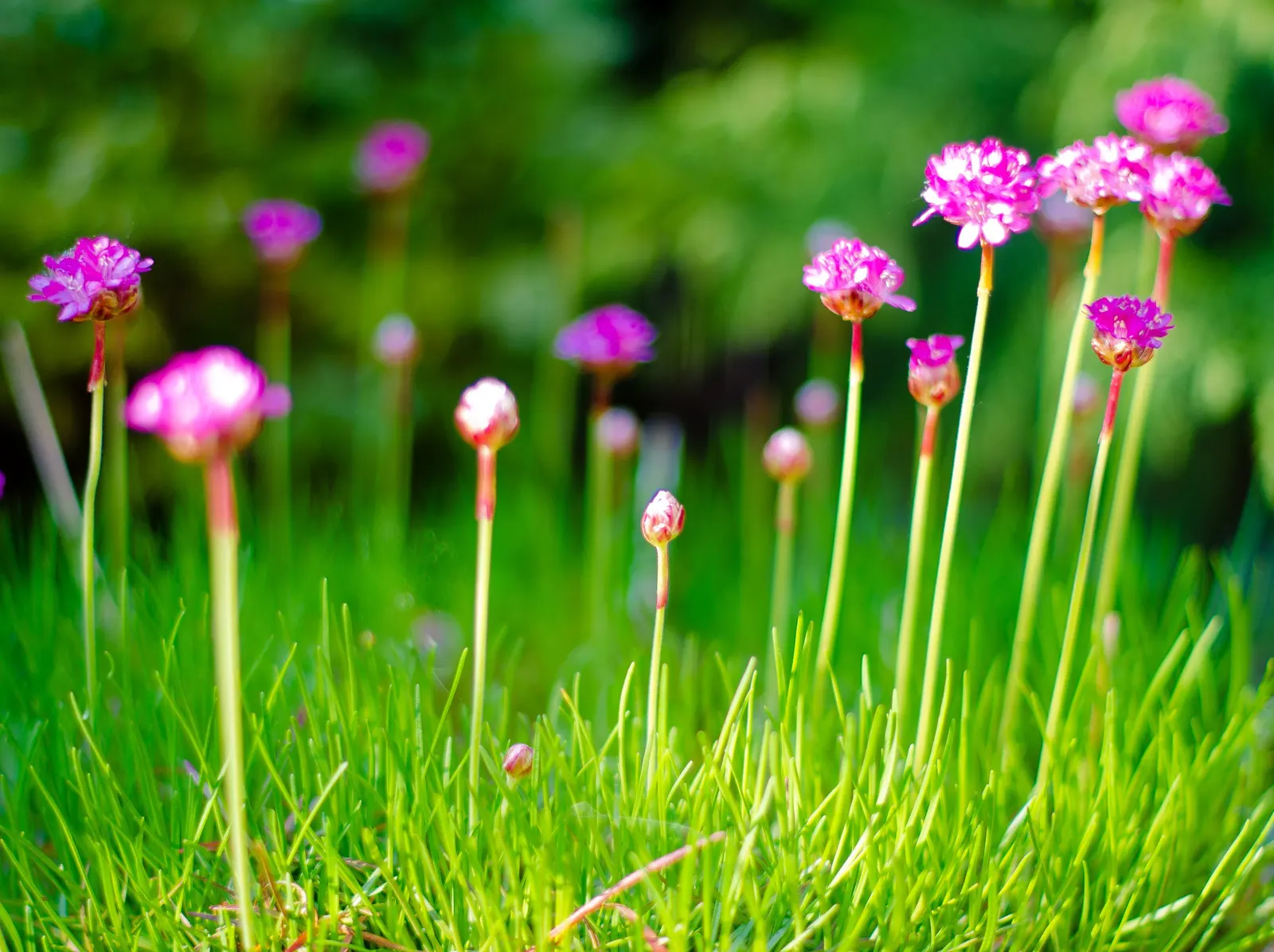 Sea Pink (Armeria Maritima) — typically reaching 6-12 inches in height and spread; this makes it an ideal choice for the client seeking a, image 69