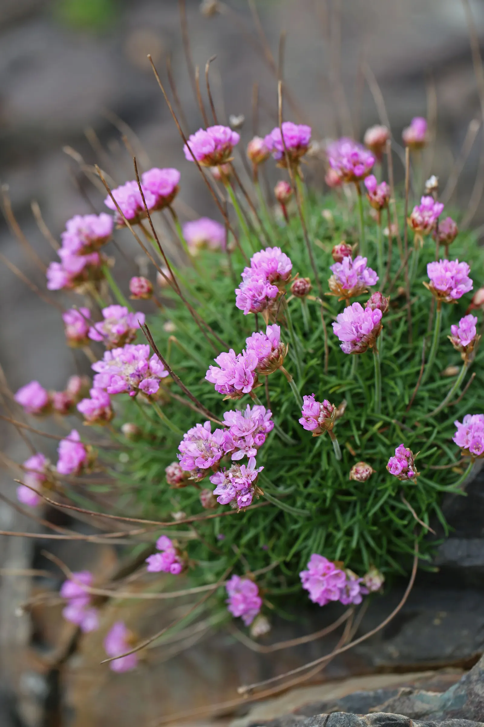 Sea Pink (Armeria Maritima) — sturdy stalks rise above the foliage; ground cover / perennial for full or half