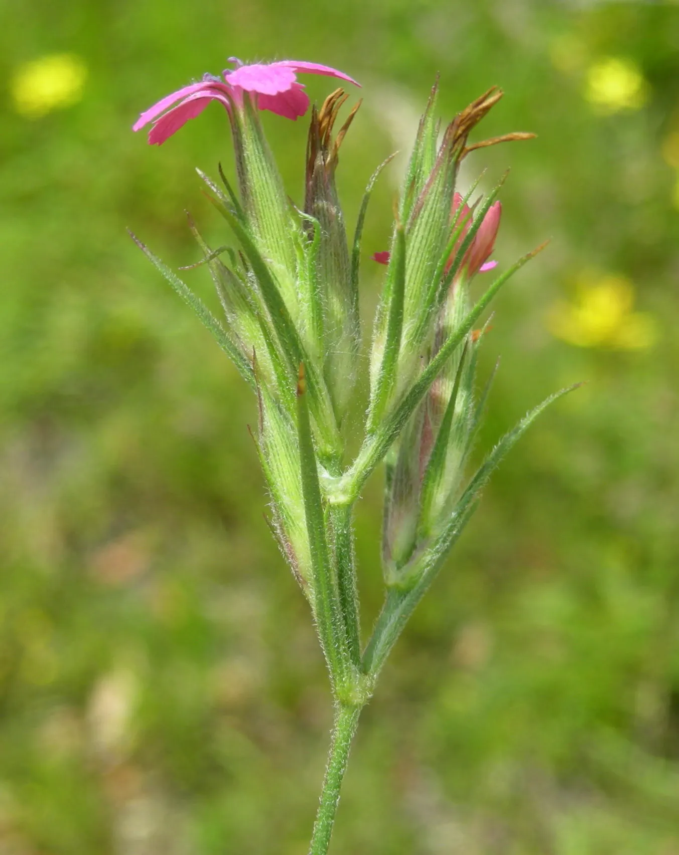 Sea Pink (Armeria Maritima) — a charming evergreen perennial; rosy-pink blooms atop long stalks in late spring to early summer, image 89