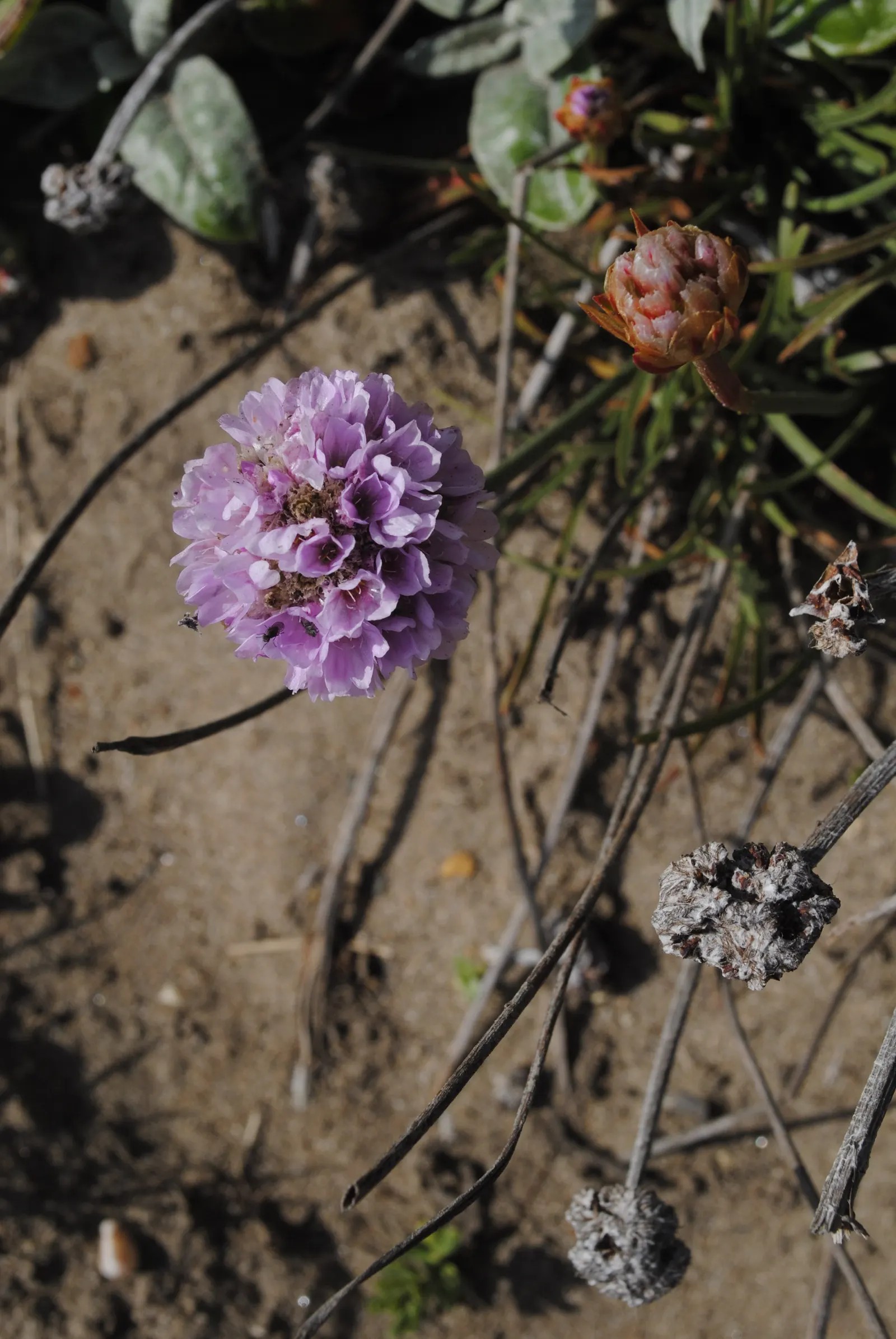 Sea Pink (Armeria Maritima) — sturdy stalks rise above the foliage