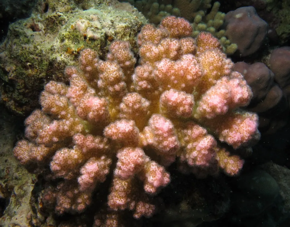 Sea Pink (Armeria Maritima) — and are topped with globular clusters of tiny