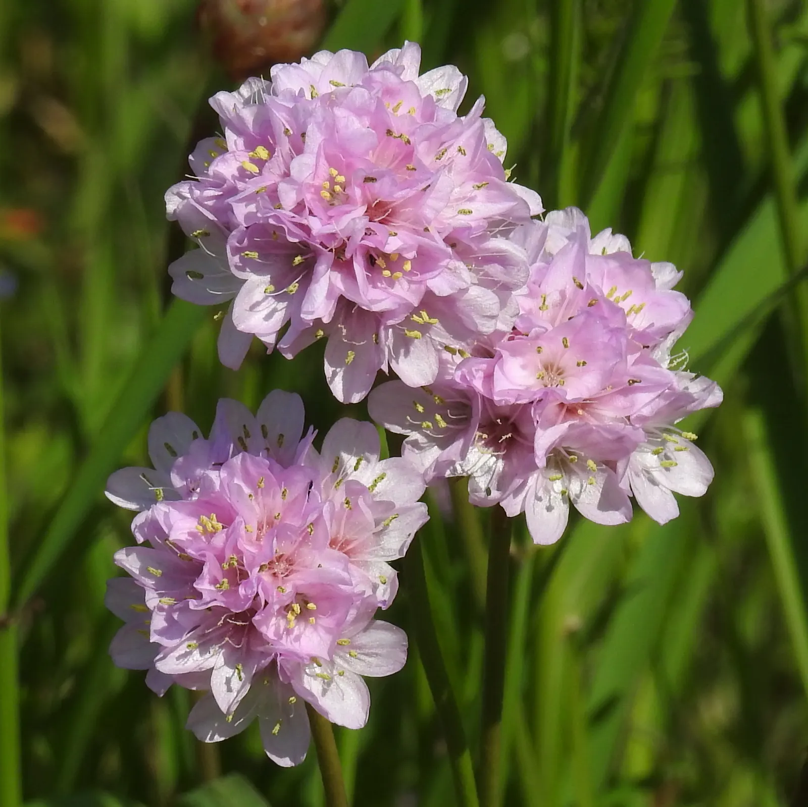 Sea Pink (Armeria Maritima) — With its tufted evergreen foliage that forms a dense