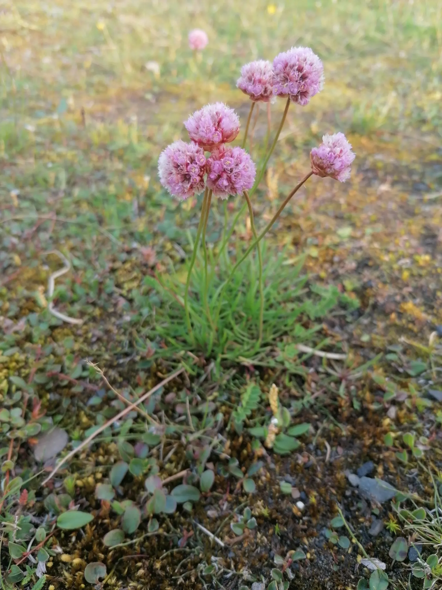Sea Pink (Armeria Maritima) — From late spring to early summer