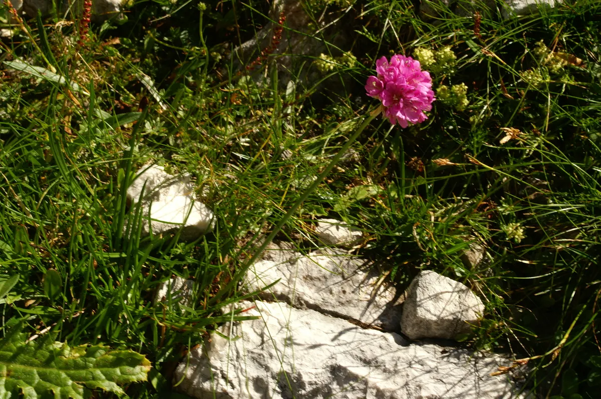 Sea Pink (Armeria Maritima) — and requires minimal care once established; thrives in coastal conditions with its tufted mounds of grass-like foliage, image 95