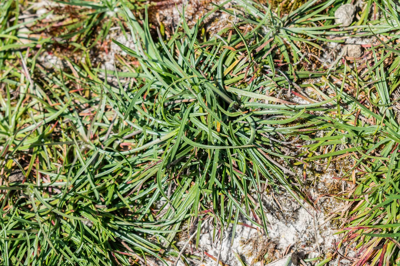 Sea Pink (Armeria Maritima) — reaching 10 to 12 inches tall; and requires minimal care once established, image 102