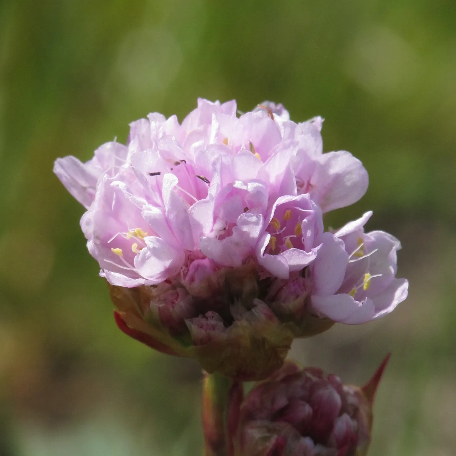Sea Pink (Armeria Maritima) — dark green grass-like leaves; scientifically known as Armeria maritima