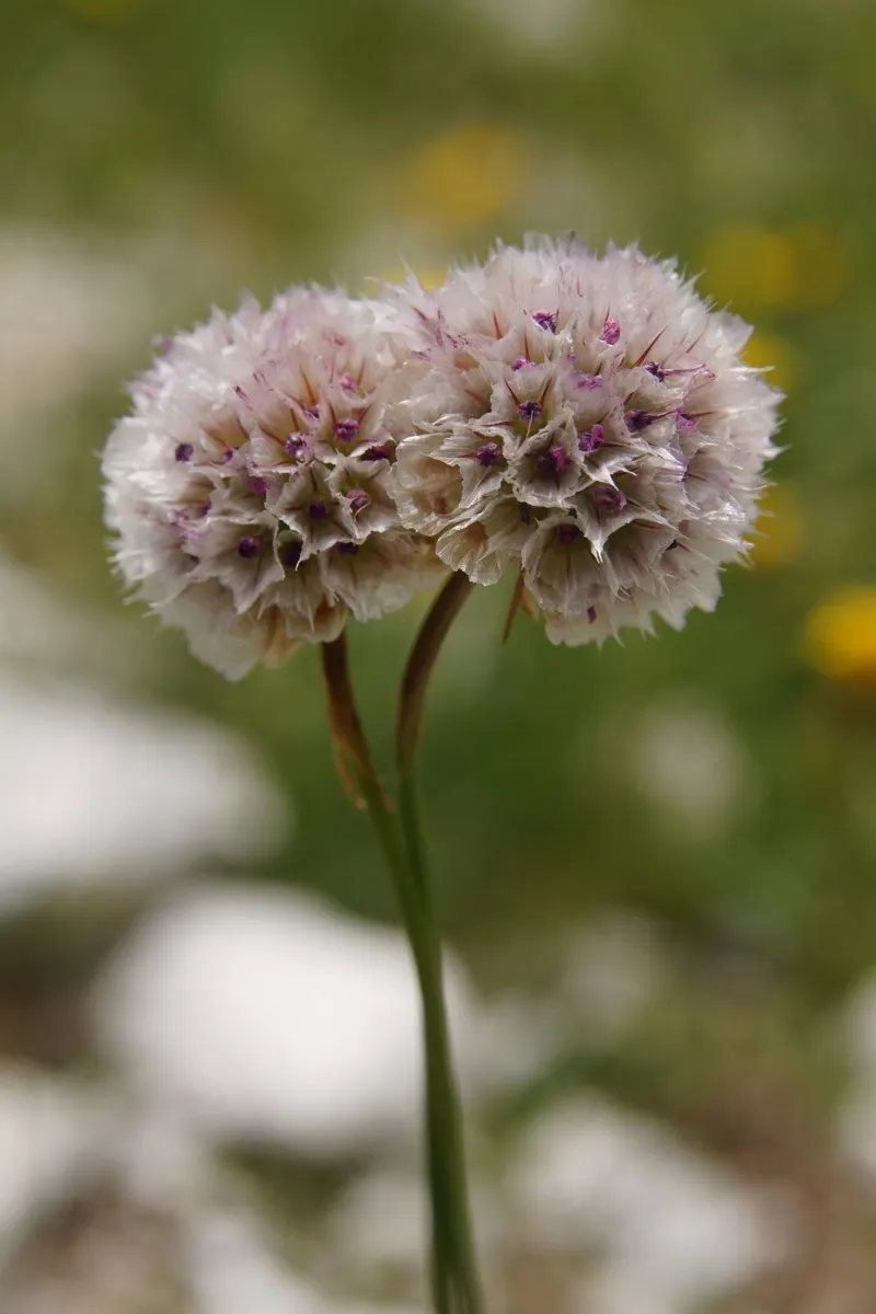 Sea Pink (Armeria Maritima) — scientifically known as Armeria maritima; is an adaptable perennial that adds a delightful splash of color to any, image 74
