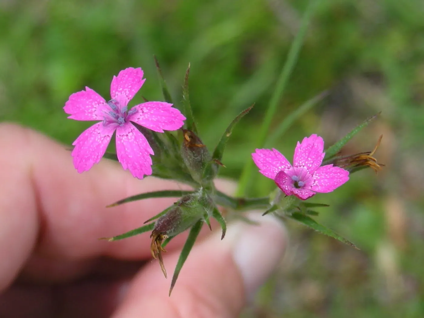 Sea Pink (Armeria Maritima) — reaching 10 to 12 inches tall; and requires minimal care once established, image 58