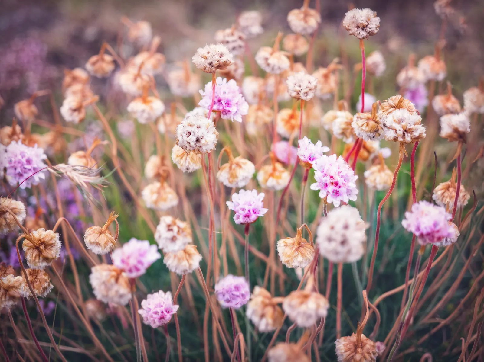 Sea Pink (Armeria Maritima) — ground cover / perennial for full or half; consider pairing it with other drought-tolerant and coastal plants for a harmonious