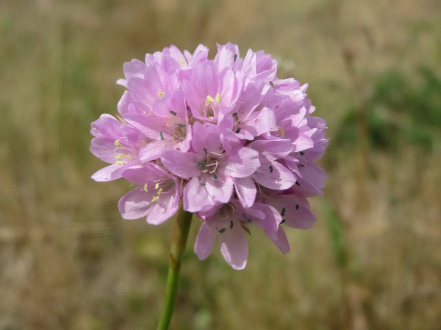 Sea Pink (Armeria Maritima) — rosy-pink blooms atop long stalks in late spring to early summer