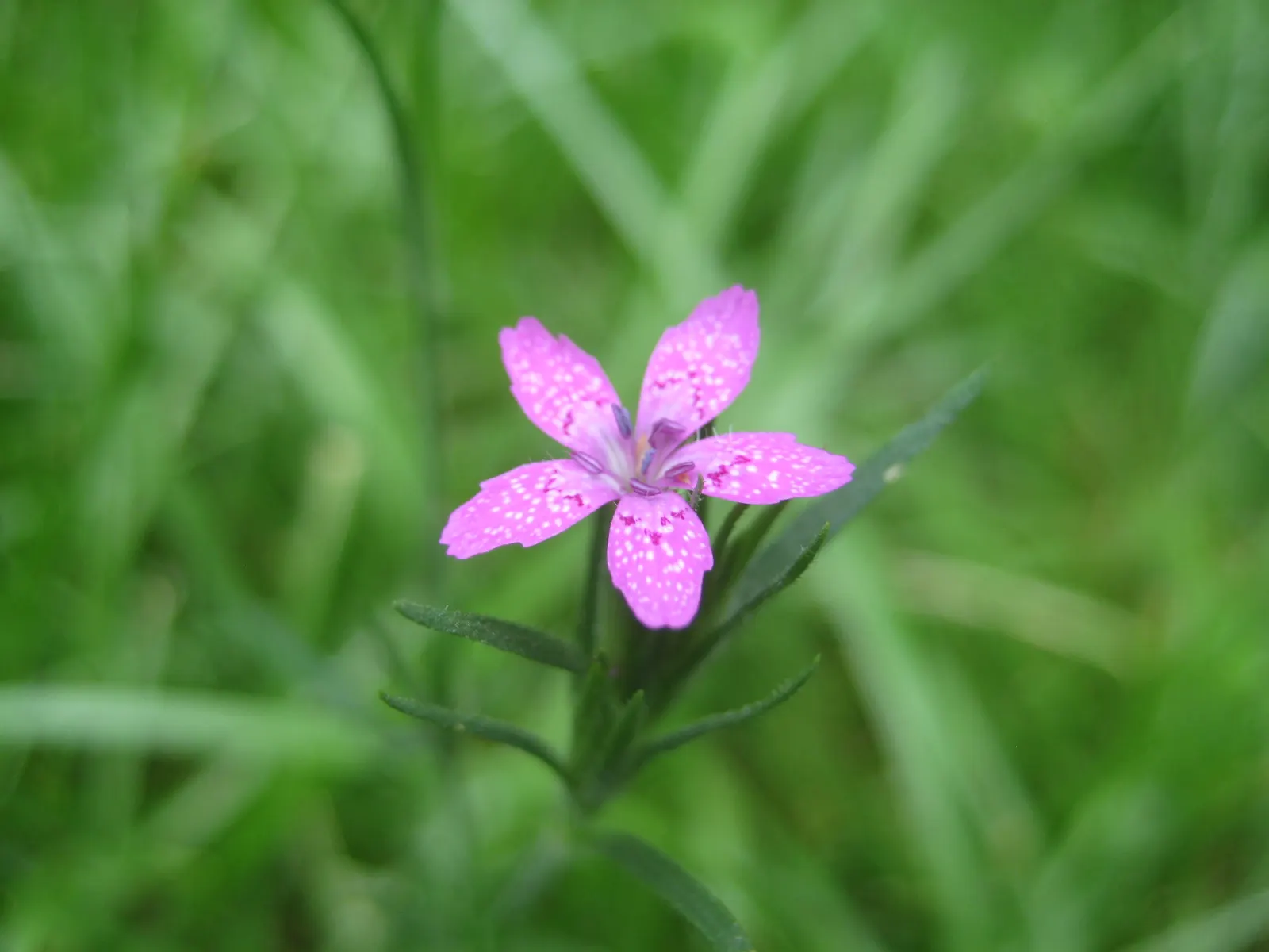 Sea Pink (Armeria Maritima) — and requires minimal care once established