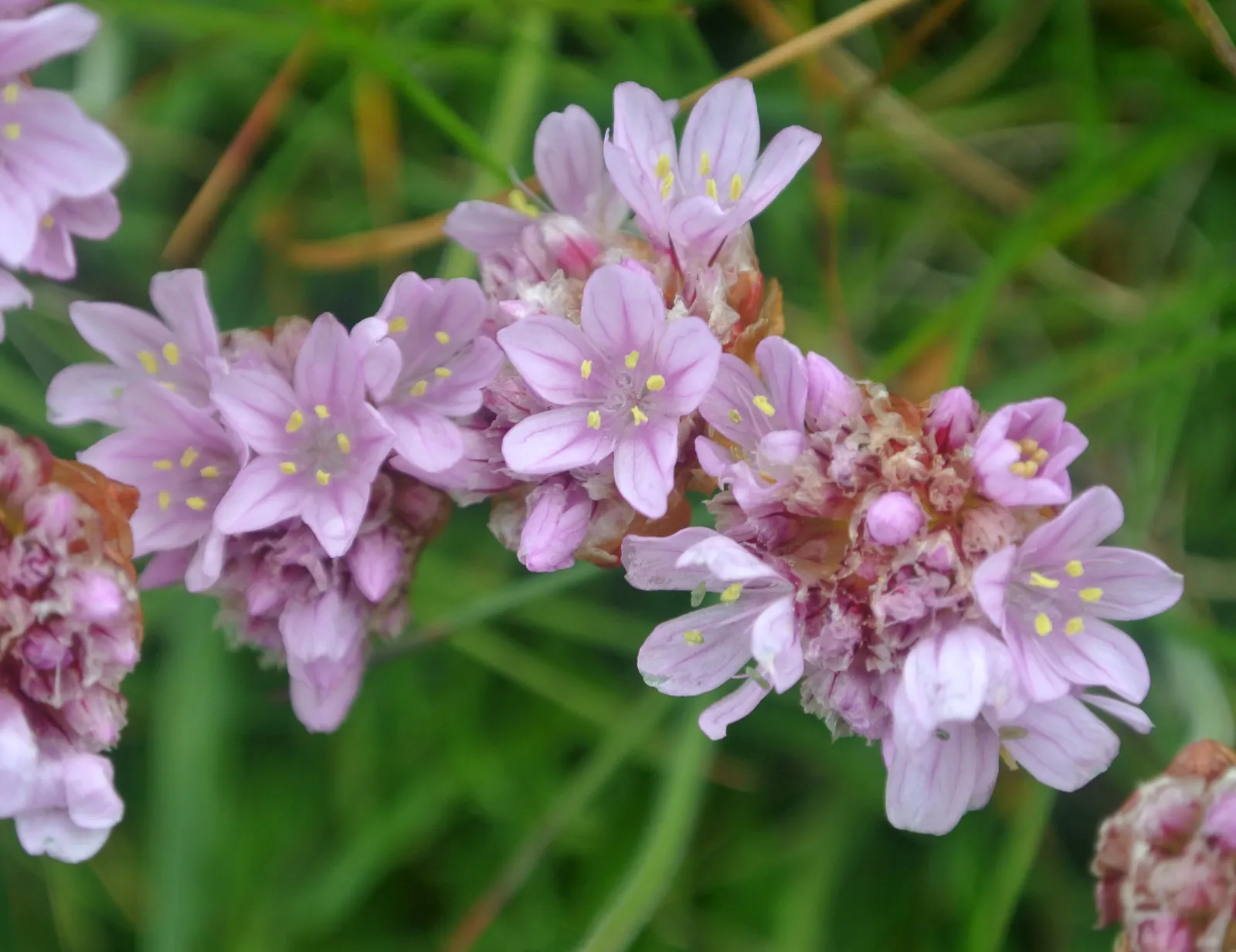 Sea Pink (Armeria Maritima) — Preferring full sun and well-drained soil