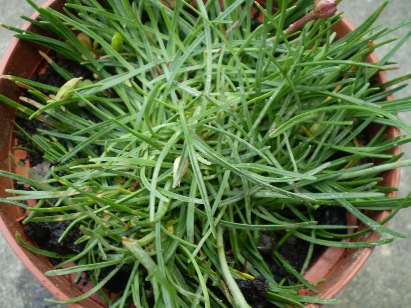 Sea Pink (Armeria Maritima) — is an adaptable perennial that adds a delightful splash of color to any coastal-themed garden; the Sea Pink is drought-tolerant