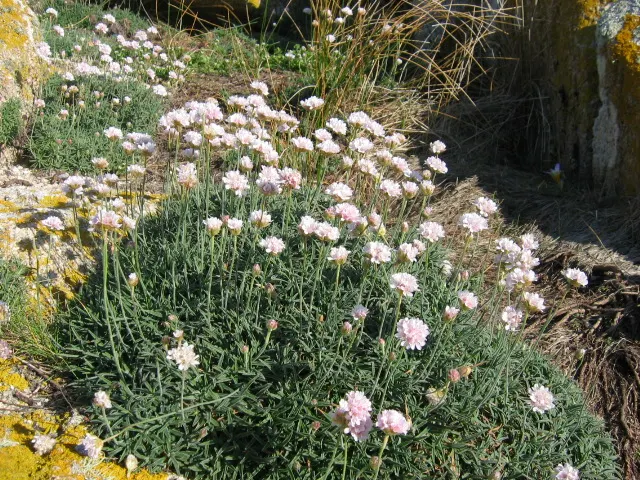 Sea Pink (Armeria Maritima) — thrives in coastal conditions with its tufted mounds of grass-like foliage