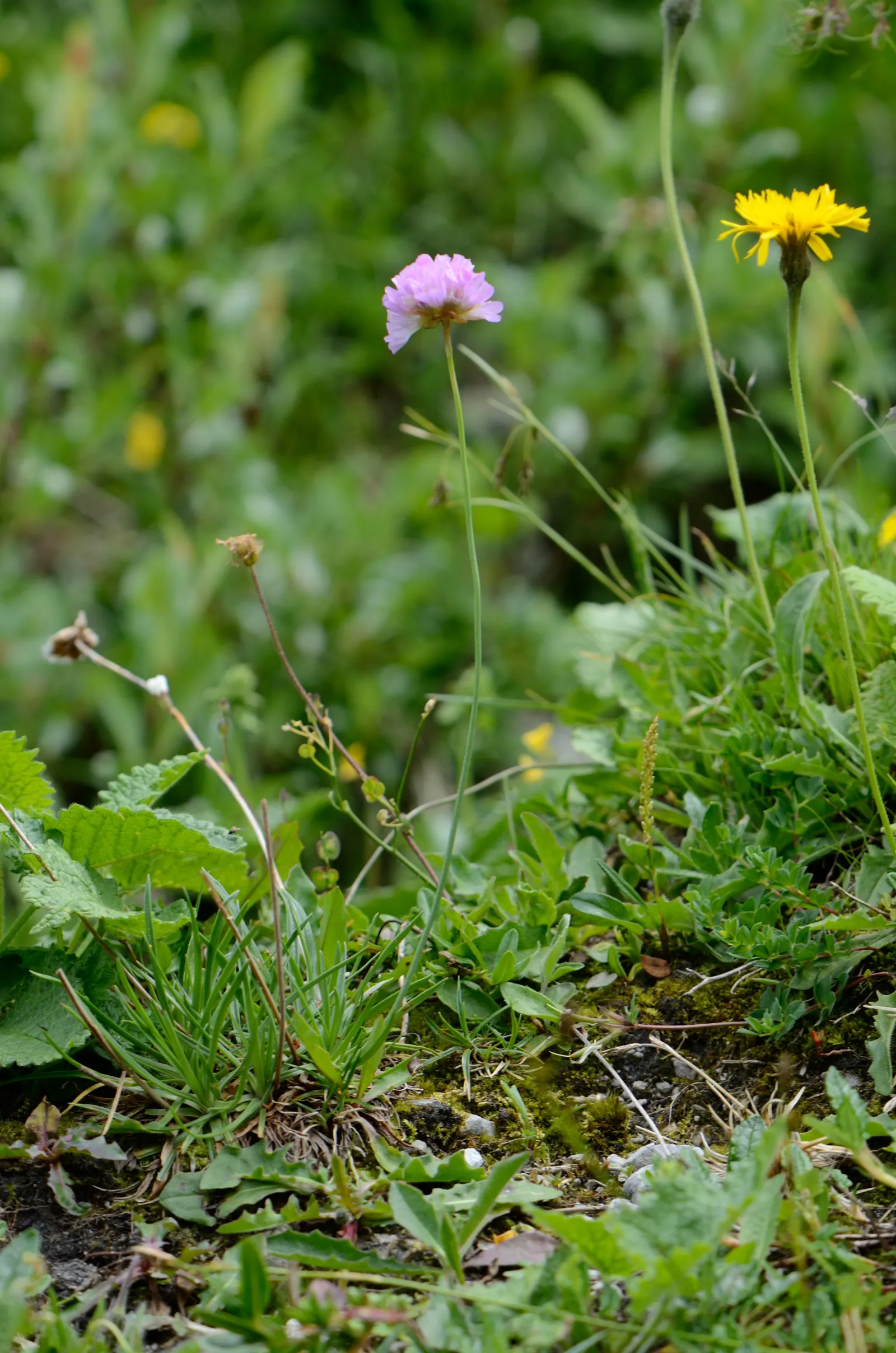 Sea Pink (Armeria Maritima) — it is ideal for rock gardens; with its tufted evergreen foliage that forms a dense, image 93