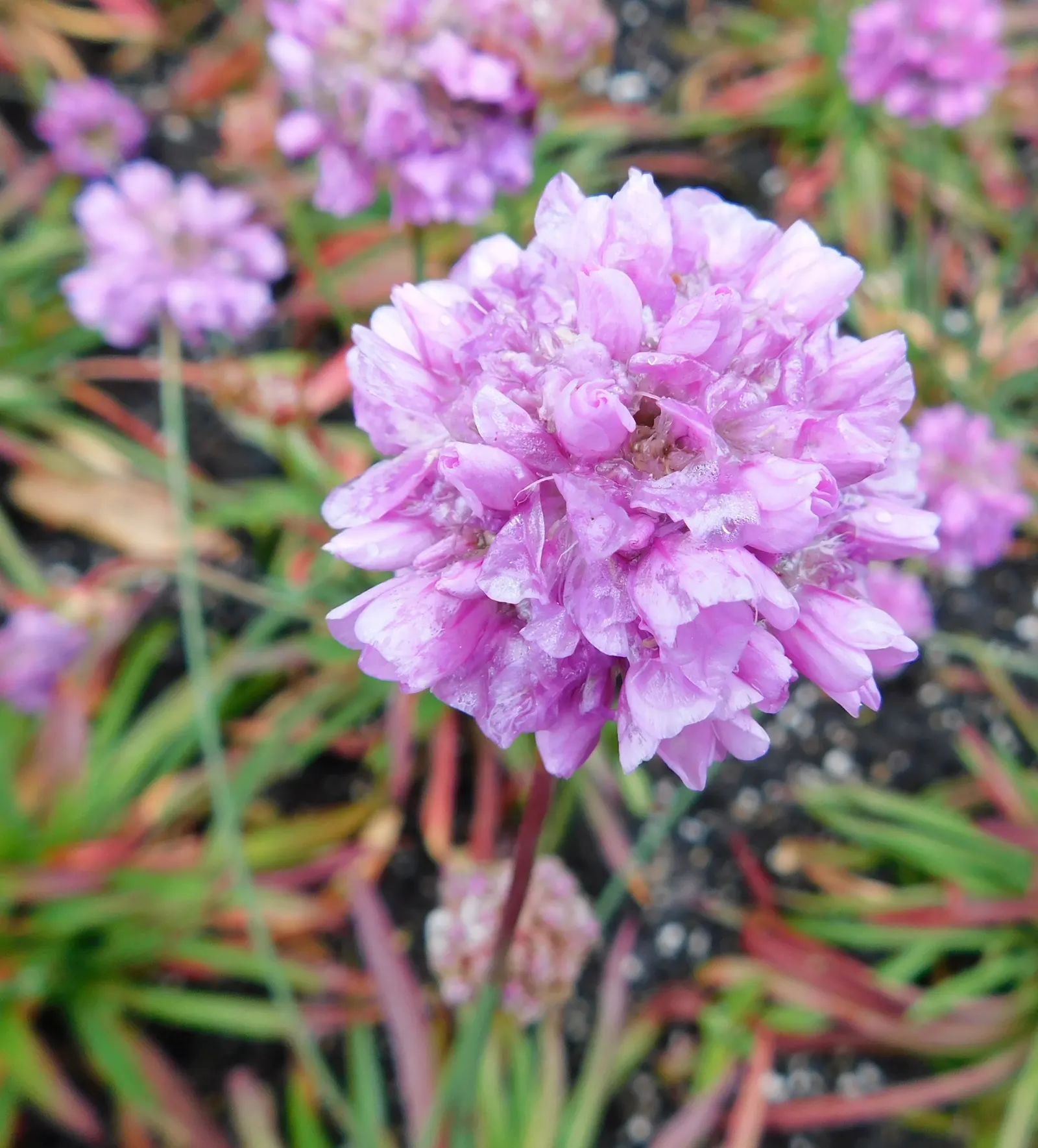 Sea Pink (Armeria Maritima) — From late spring to early summer; and are topped with globular clusters of tiny, image 78