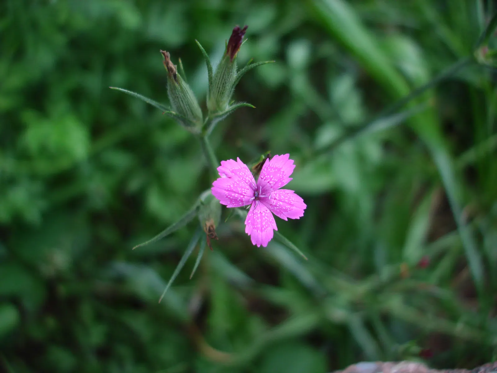 Sea Pink (Armeria Maritima) — With its tufted evergreen foliage that forms a dense; a charming evergreen perennial