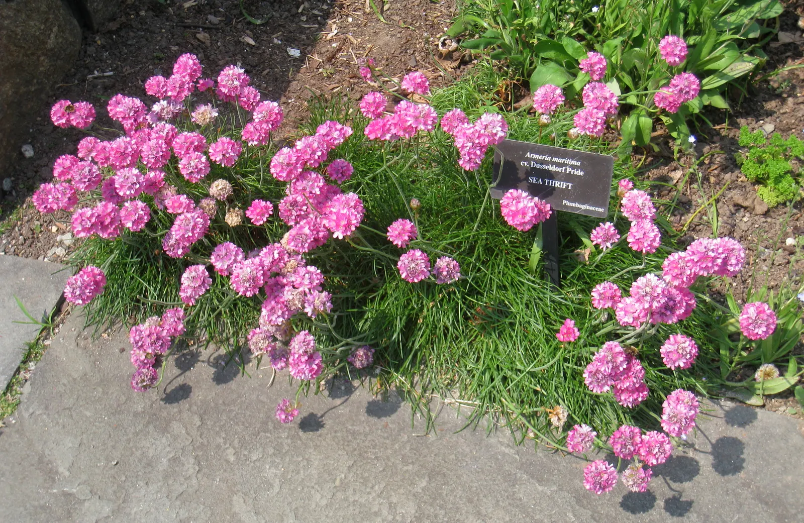 Sea Pink (Armeria Maritima) — scientifically known as Armeria maritima; is an adaptable perennial that adds a delightful splash of color to any coastal-themed