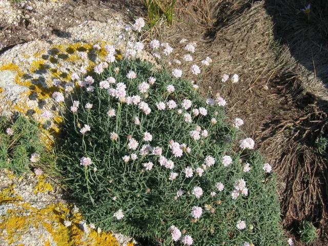 Sea Pink (Armeria Maritima) — it is ideal for rock gardens