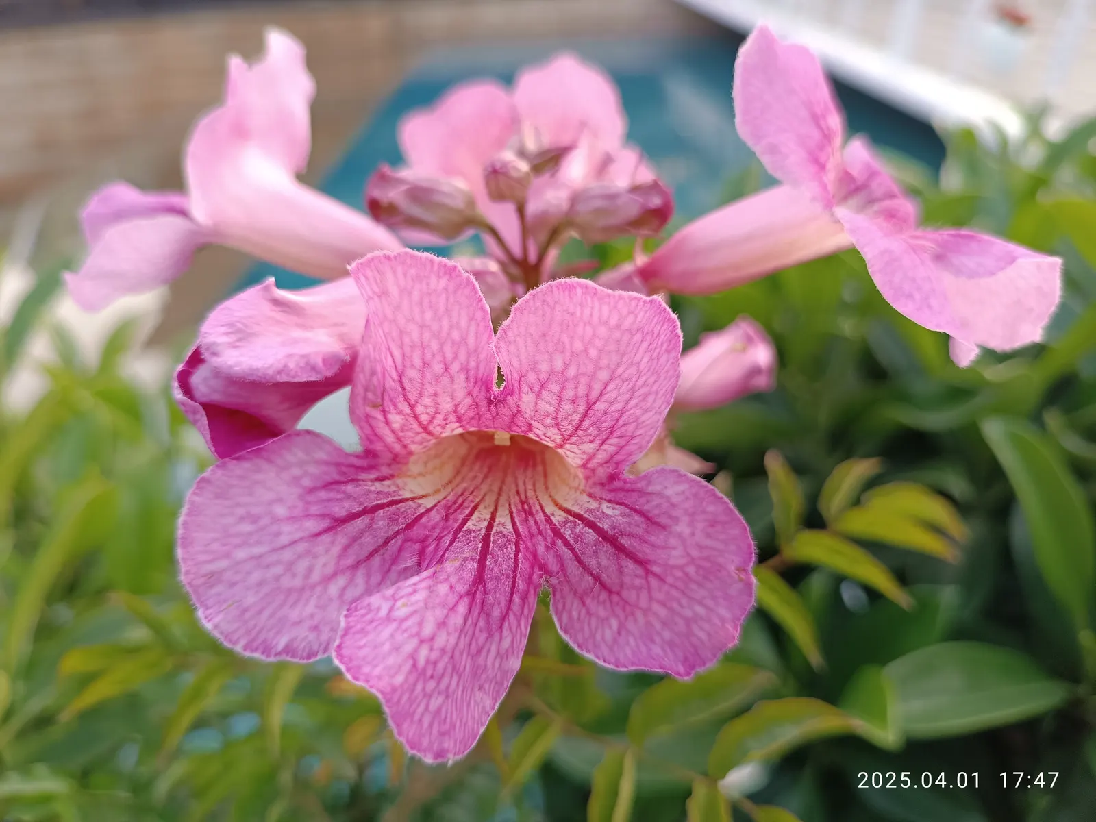 Sea Pink (Armeria Maritima) — typically reaching 6-12 inches in height and spread