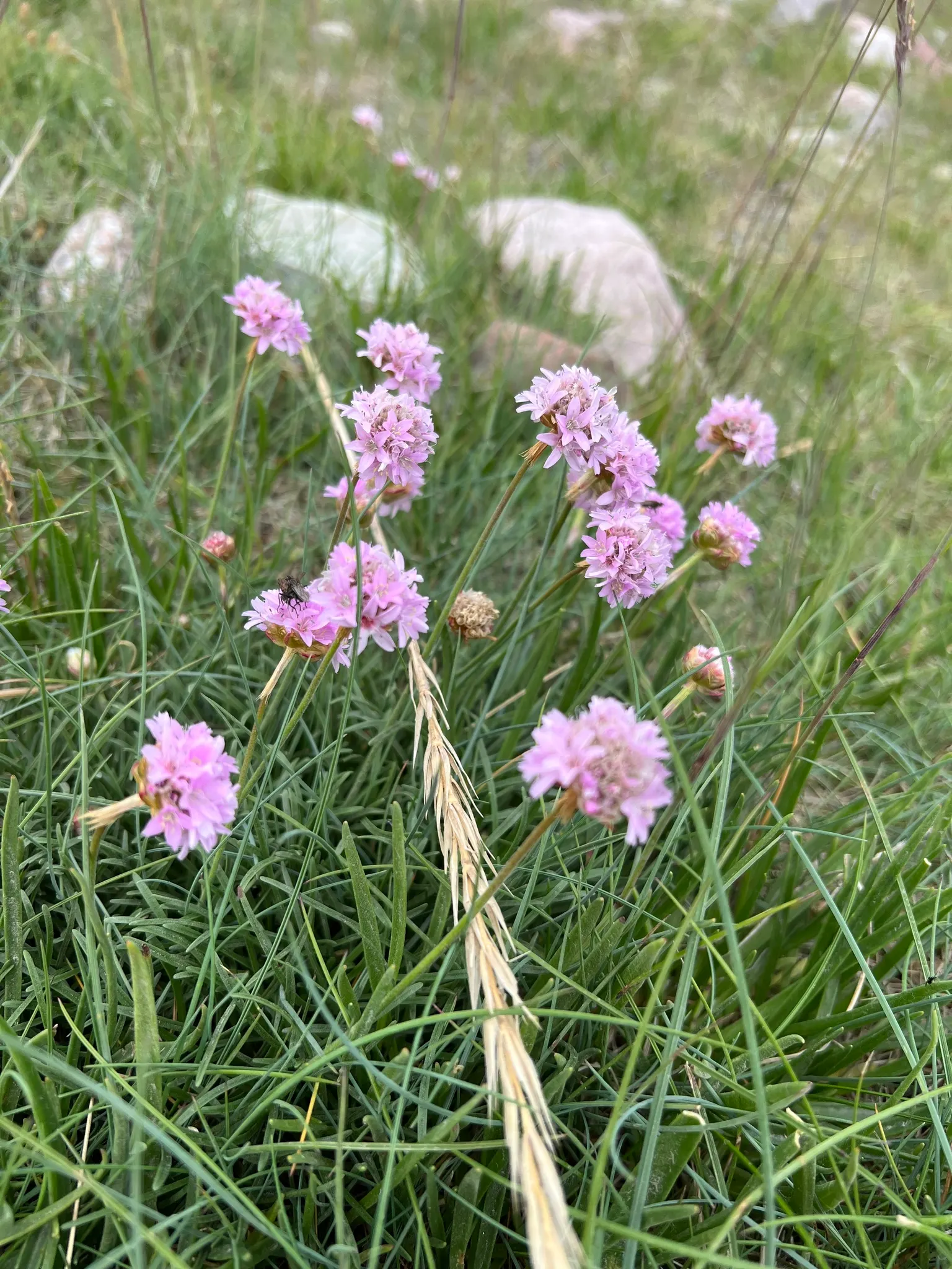Sea Pink (Armeria Maritima) — is an adaptable perennial that adds a delightful splash of color to any coastal-themed garden; the Sea Pink is, image 97