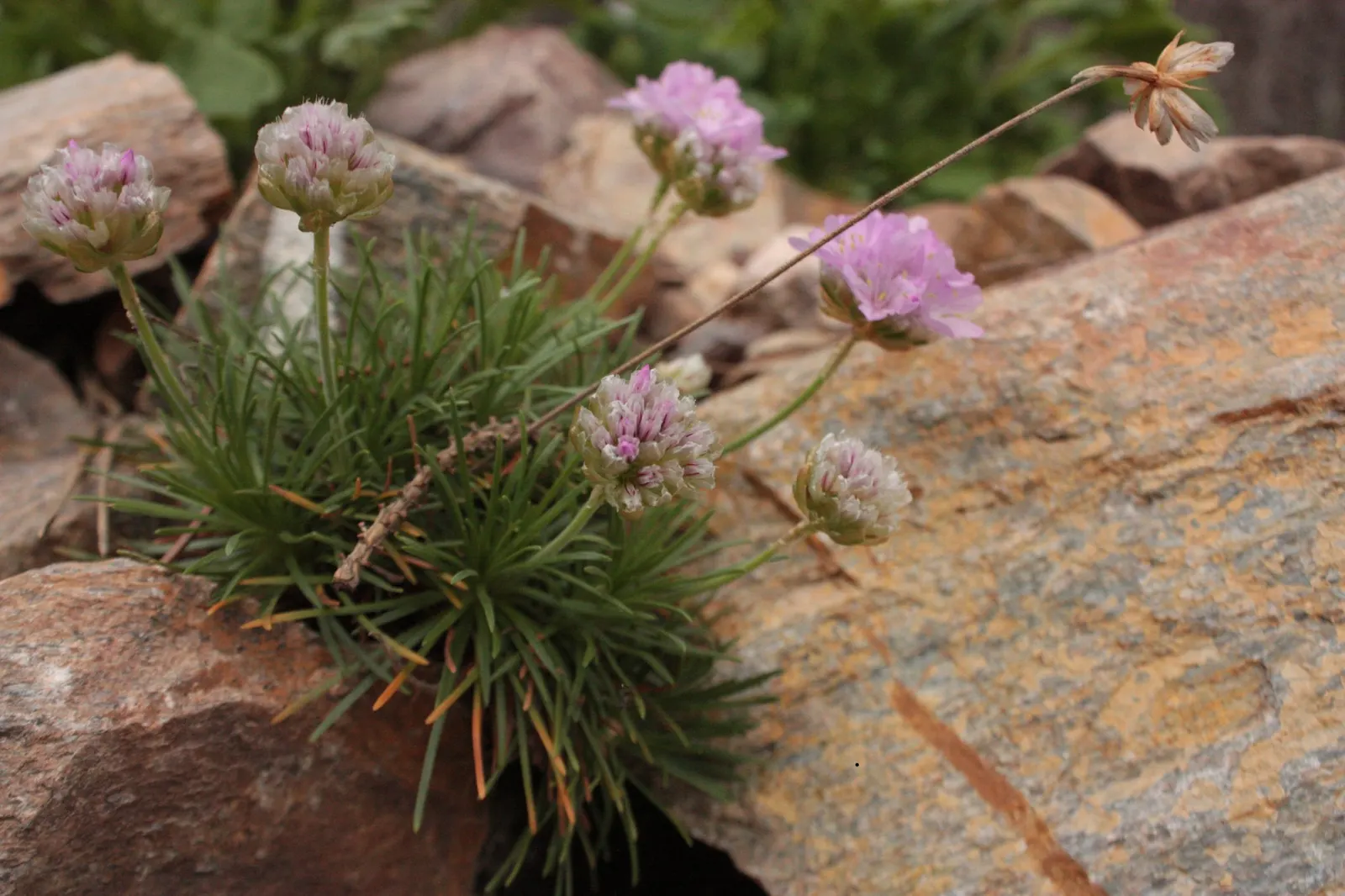 Sea Pink (Armeria Maritima) — the Sea Pink is drought-tolerant once established; ground cover / perennial with pink blooms, image 60