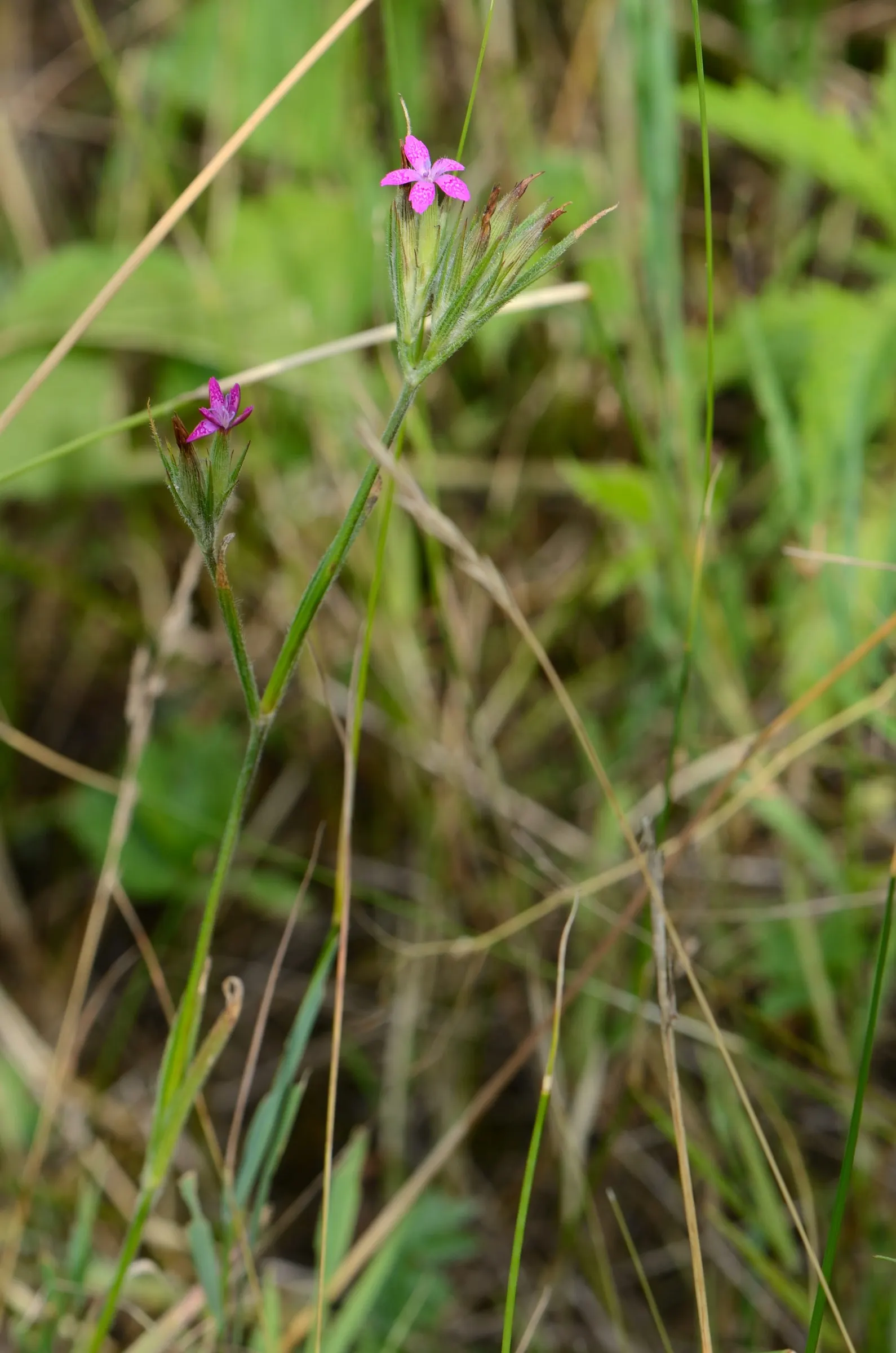 Sea Pink (Armeria Maritima) — scientifically known as Armeria maritima