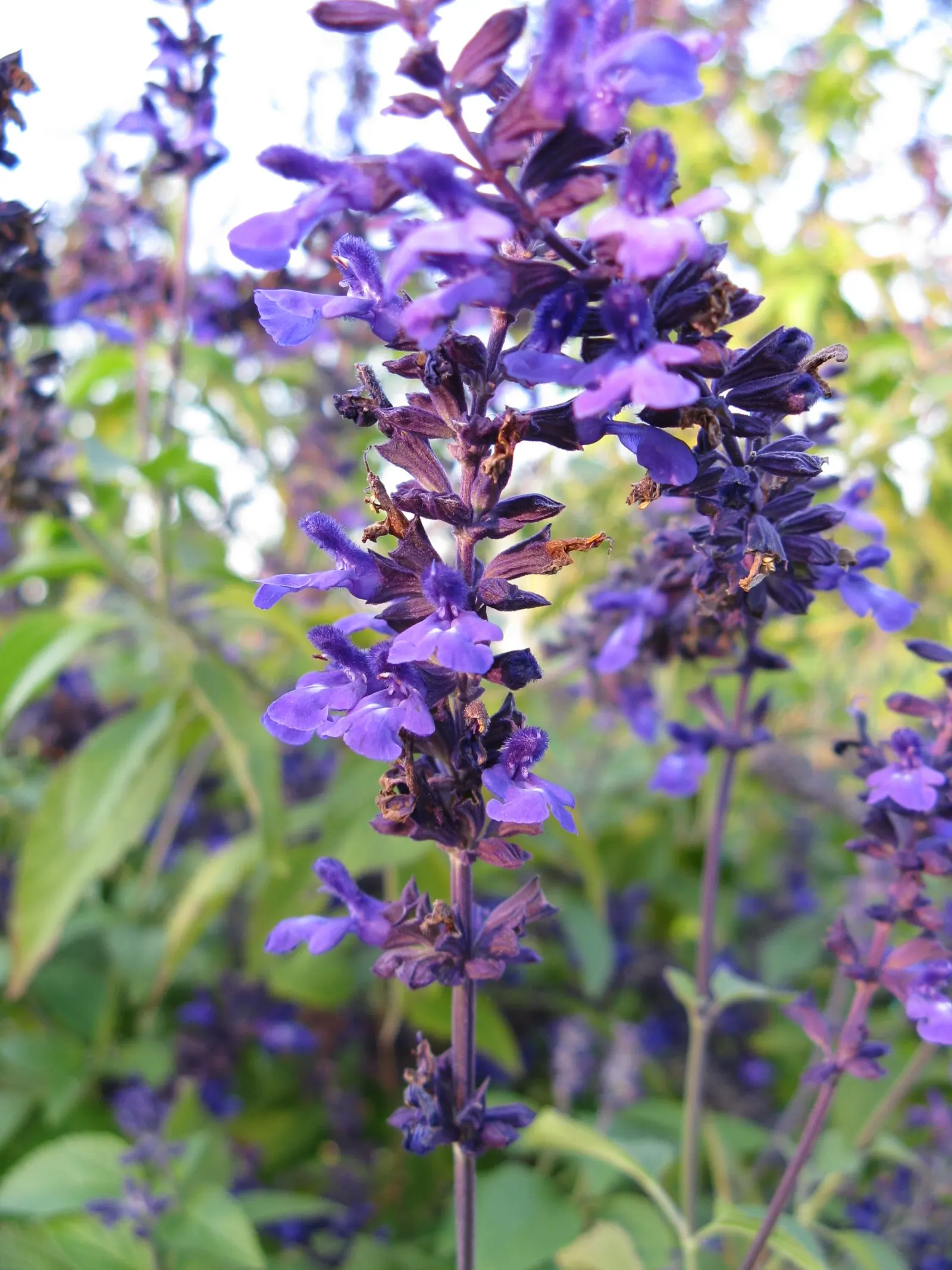 Indigo Spires Sage (Salvia 'Indigo Spires') — Reaching up to 4 feet in height and spreading 2-3 feet wide