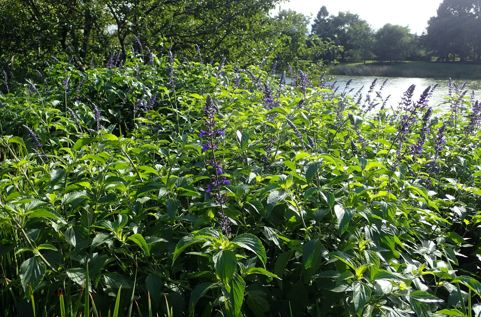 Indigo Spires Sage (Salvia 'Indigo Spires') — it provides a striking vertical accent in the garden