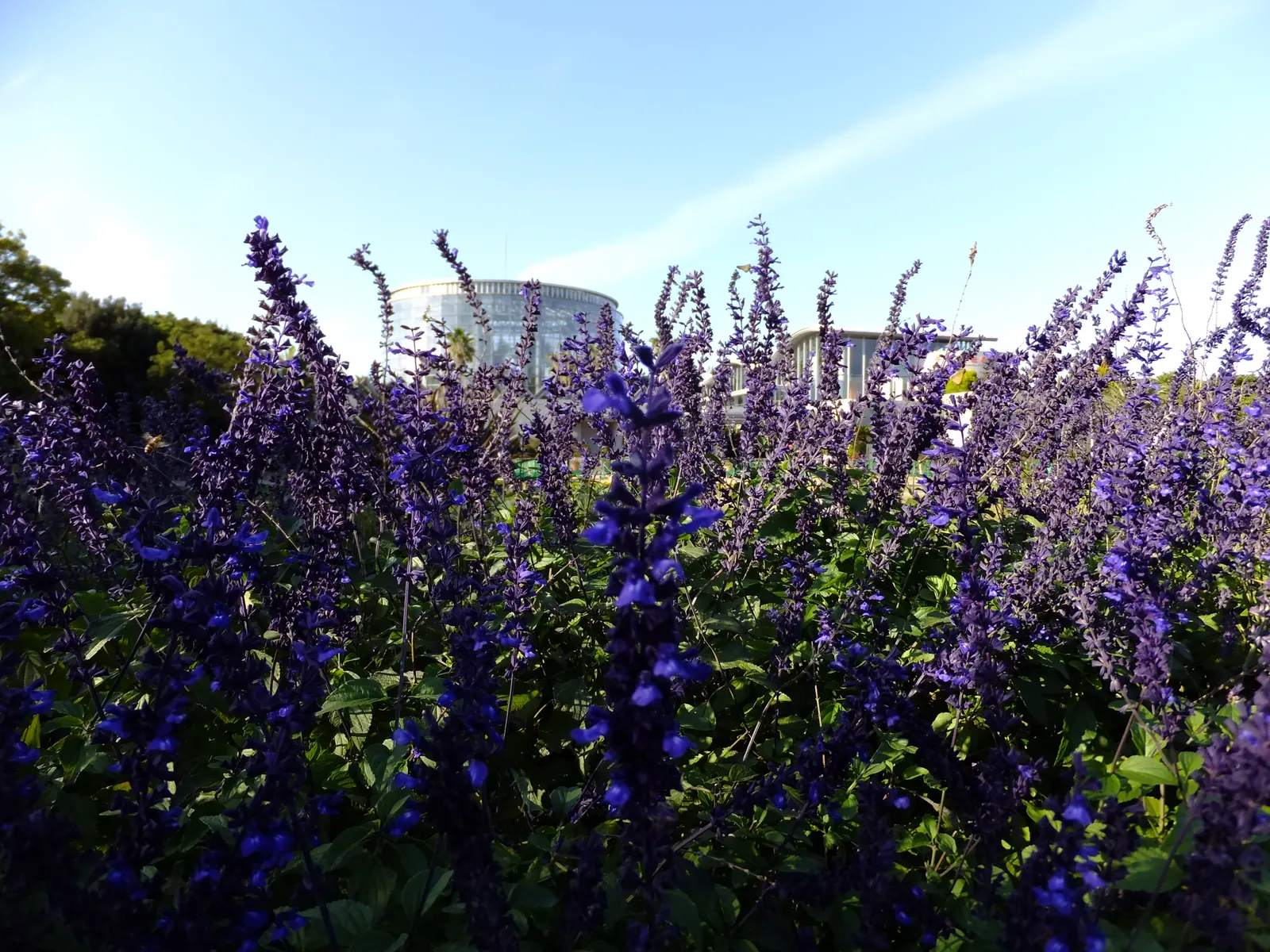 Indigo Spires Sage (Salvia 'Indigo Spires') — Drought-tolerant once established and requires minimal maintenance