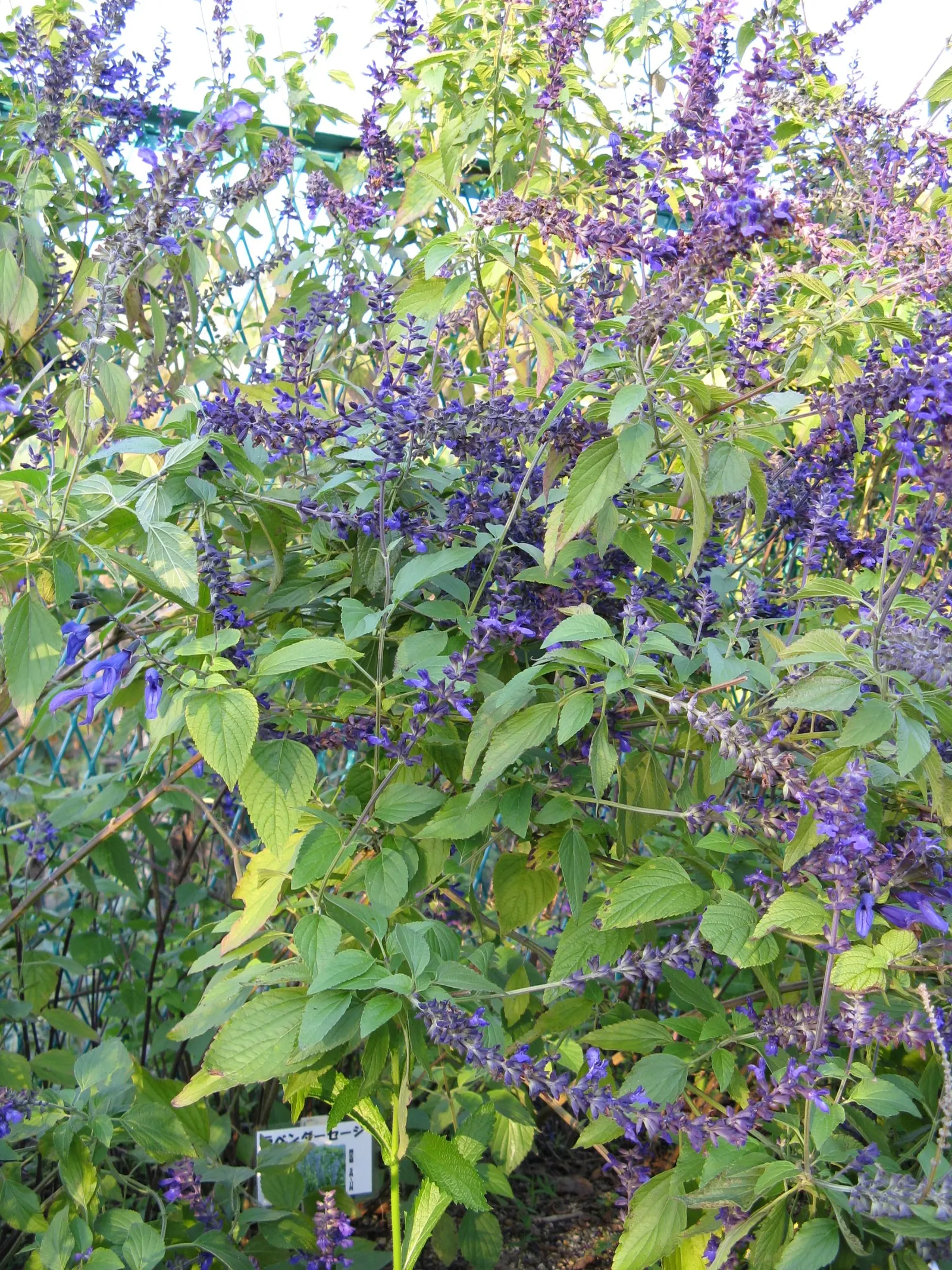 Indigo Spires Sage (Salvia 'Indigo Spires') — Blooms from midsummer to frost, offering continuous color