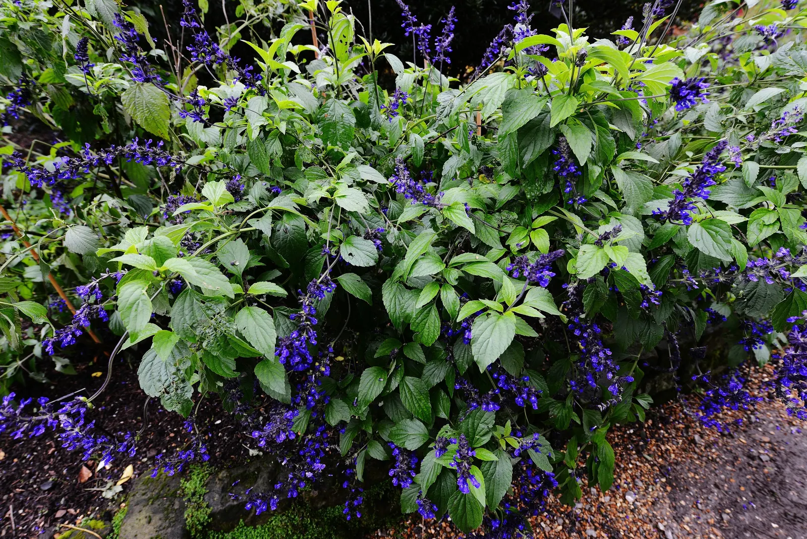 Indigo Spires Sage (Salvia 'Indigo Spires') — scientifically named Salvia 'Indigo Spires'