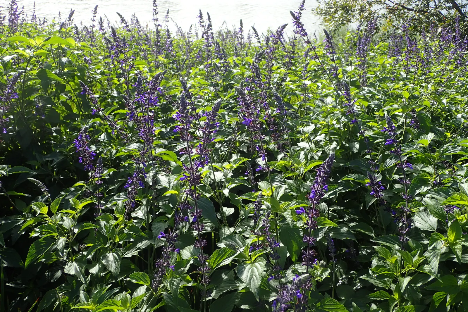 Indigo Spires Sage (Salvia 'Indigo Spires') — Prefers full sun to part shade and well-draining soil